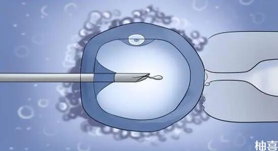 试管婴儿养囊后胚胎更容易着床