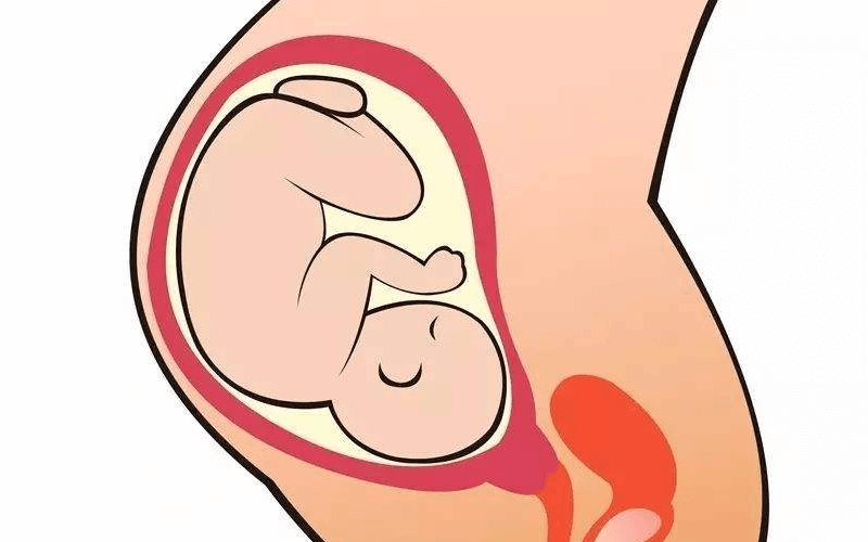 怀孕后子宫压迫膀胱图图片