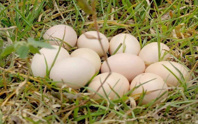 鹅蛋富含多种蛋白质