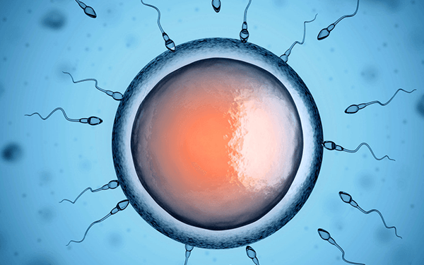 胚胎质量的好坏由谁决定?取决于精子还是卵子?