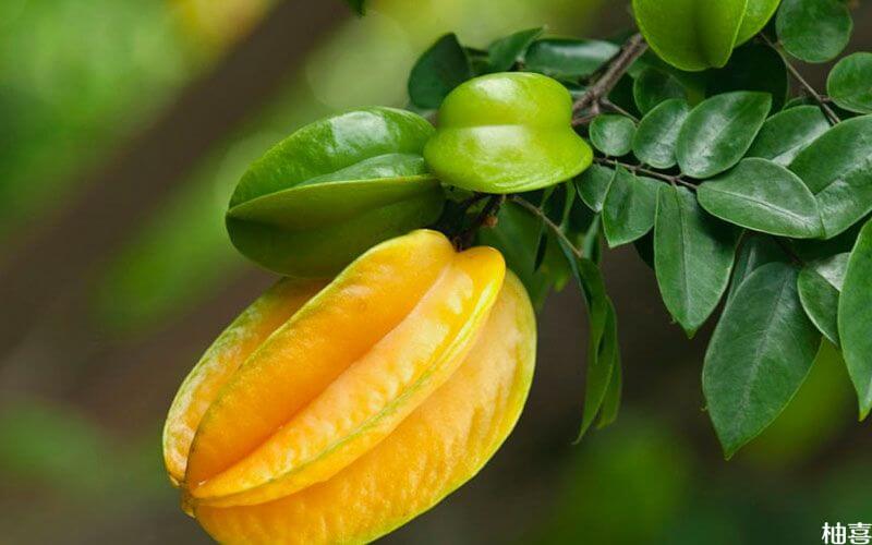 杨桃可以减少孕妇对脂肪的吸收