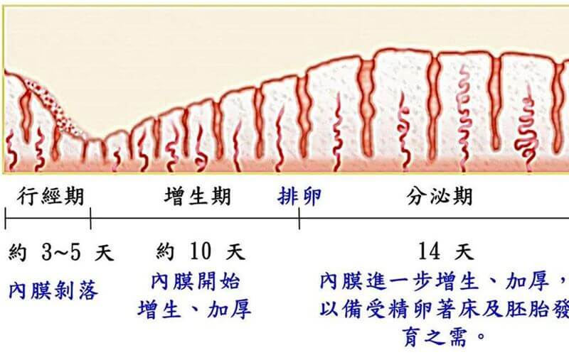 子宫内膜厚度变化