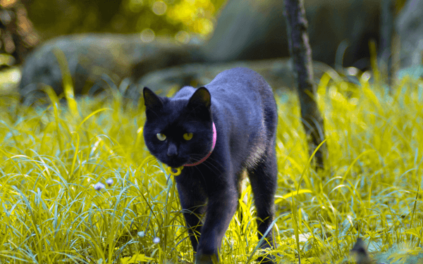 黑猫喜欢跟着孕妇走是不是在预示生男生女？