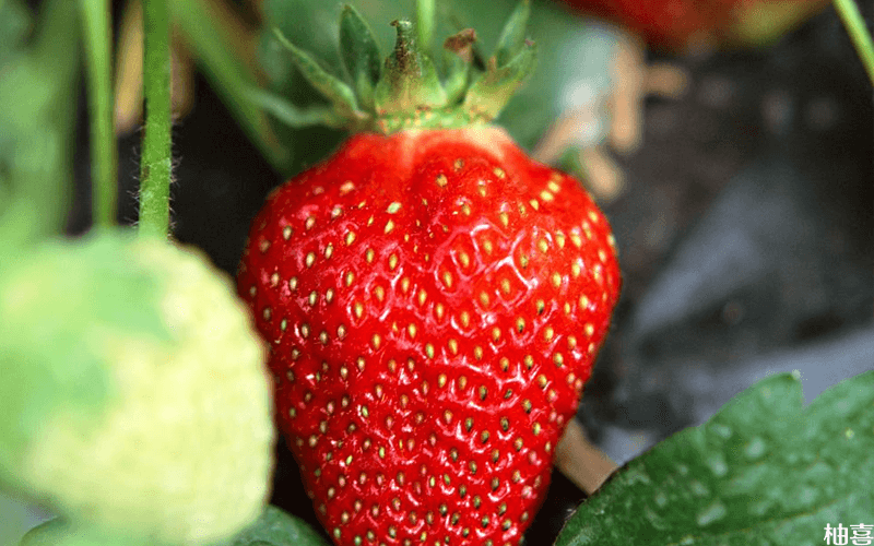 草莓示意图
