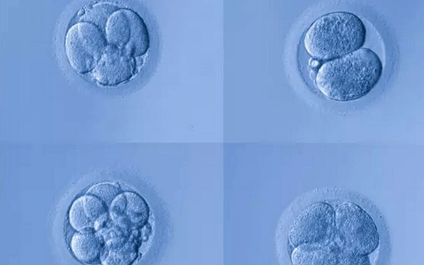 网传囊胚已经决定男女，那么4bc一般是生儿子还是女儿?