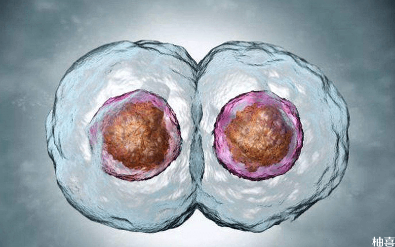 4bc囊胚
