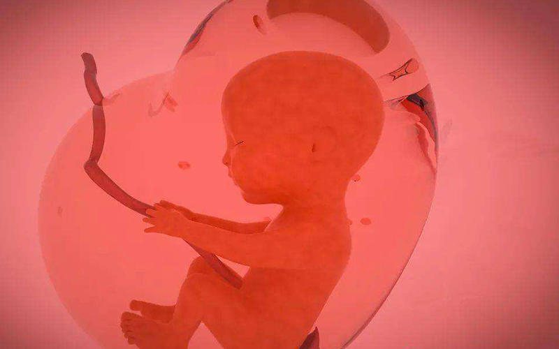 4bb囊胚会变成双胎的几率为20%