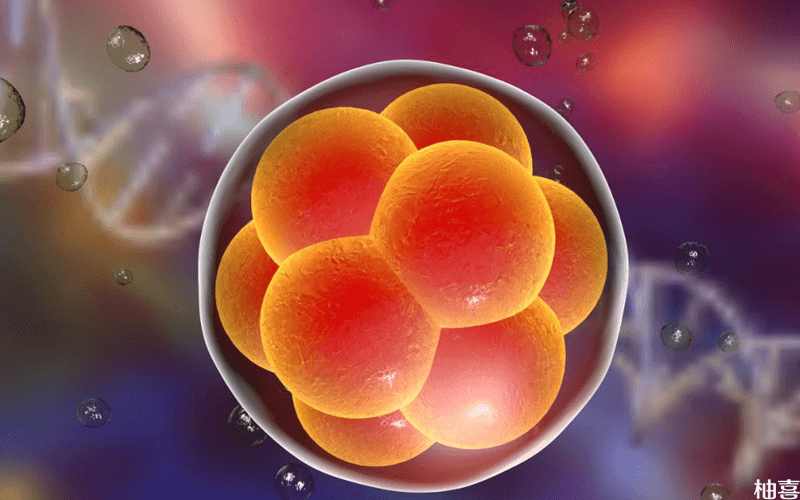 优质胚胎大小比较均匀