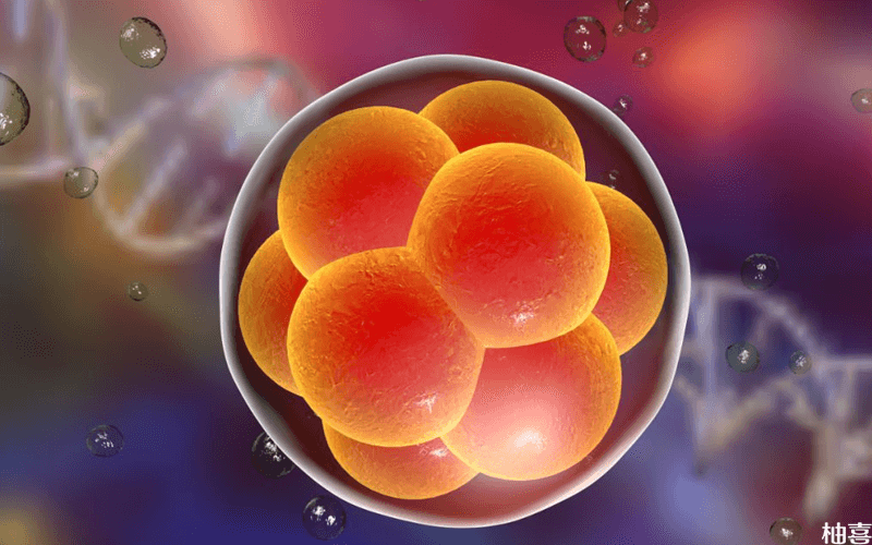 优质胚胎囊胚期植入示意图