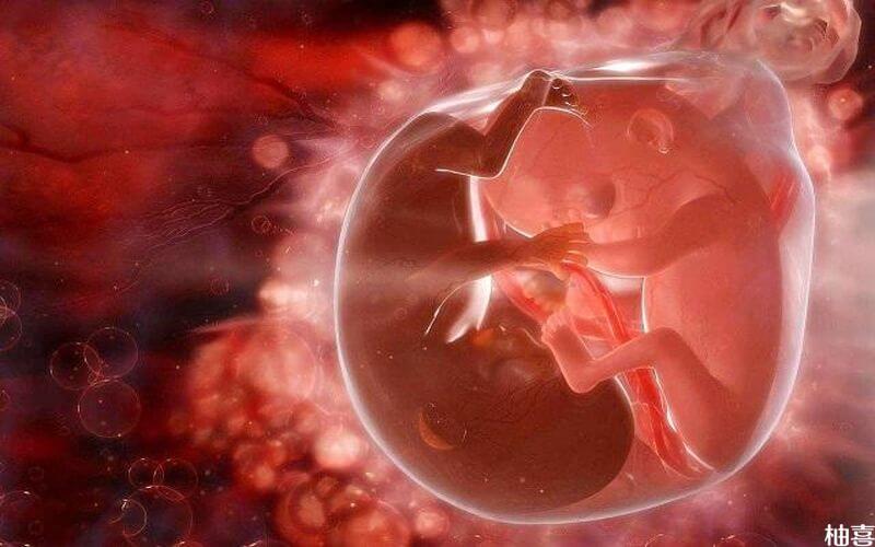 优质胚胎示意图