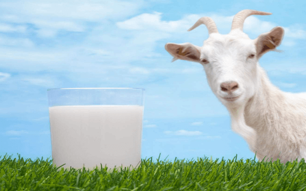 电视广告经常看到羊羊100奶粉，它的口碑究竟怎么样？