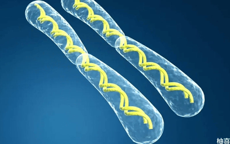 染色体易位可以自然受孕