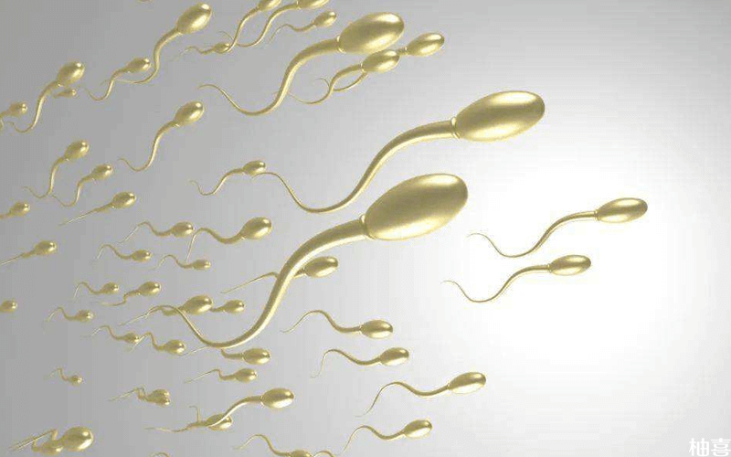 多精入卵主要由于超级精子导致