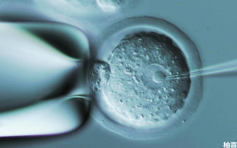 胚胎培育3000起