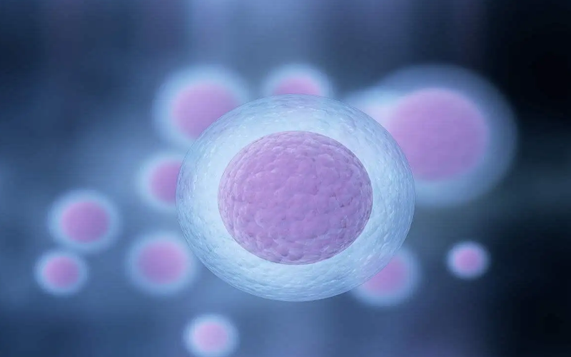 黑豆可以促进卵泡的发育