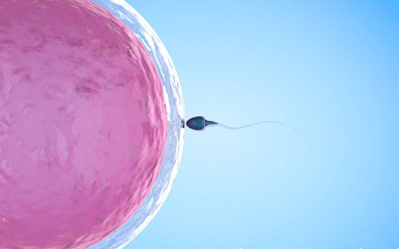 移植胚胎放的位置很重要
