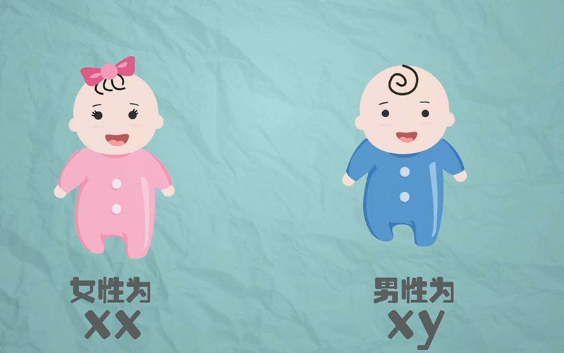 宝宝性别取决于父亲的染色体