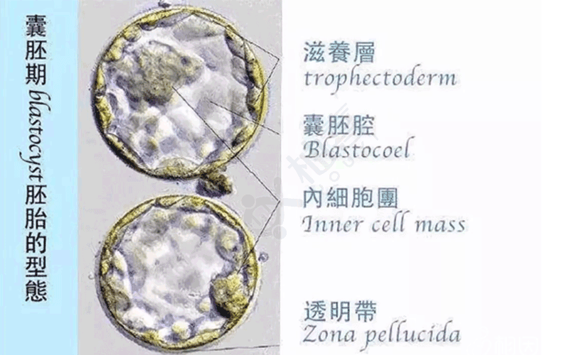囊胚期的胚胎形态图