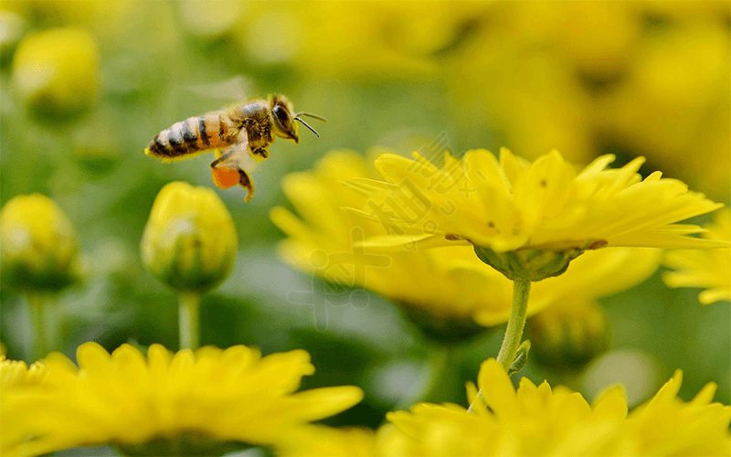 孕妇梦见蜜蜂是什么预兆