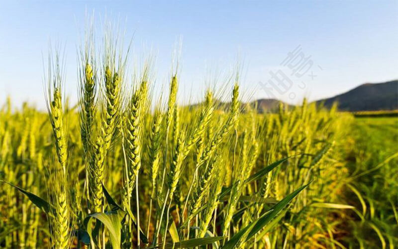 大麦-农作物