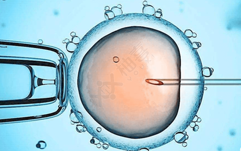 胚胎、囊胚培养非常重要