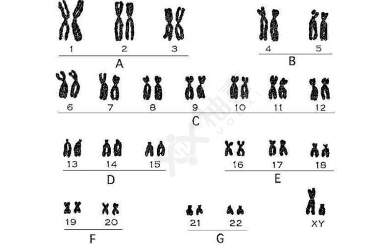 男女染色体图图片