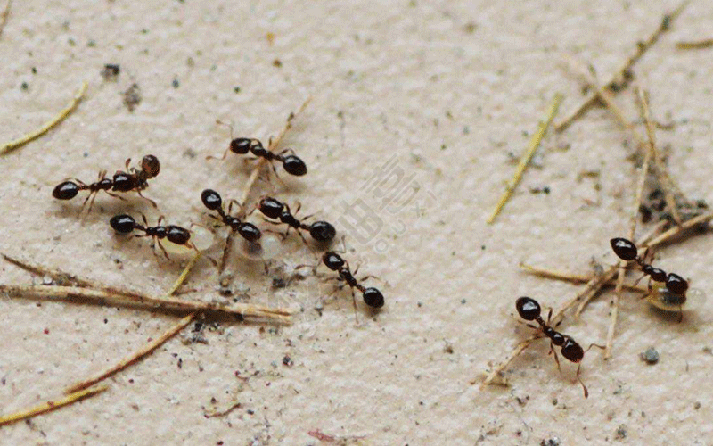 孕妇梦见蚂蚁有什么含义