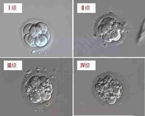 囊胚的发育阶段图