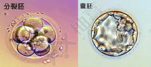 鲜胚和囊胚有什么区别