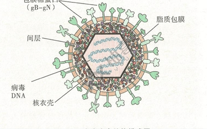 单纯疱疹病毒是什么