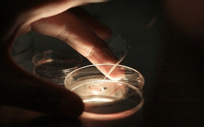 实验室内胚胎培养
