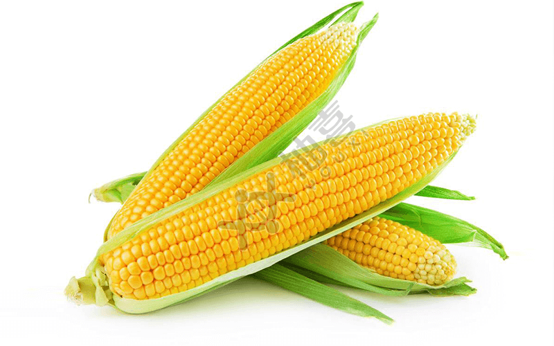 孕妇能吃玉米吗
