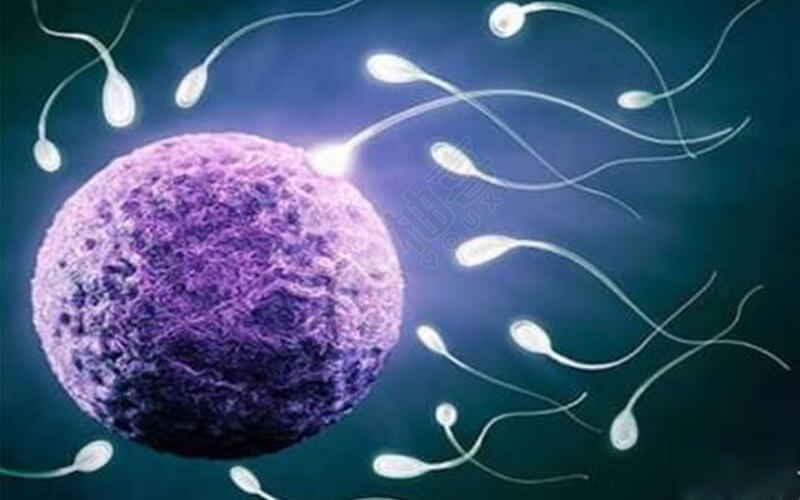 精子卵子将直接影响到试管婴儿成功率