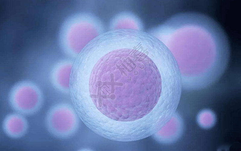 胚胎冷冻