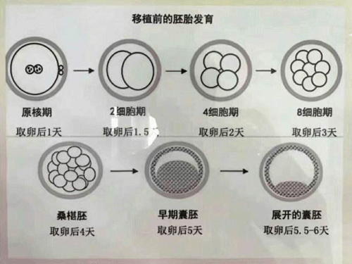 移植前的胚胎发育过程