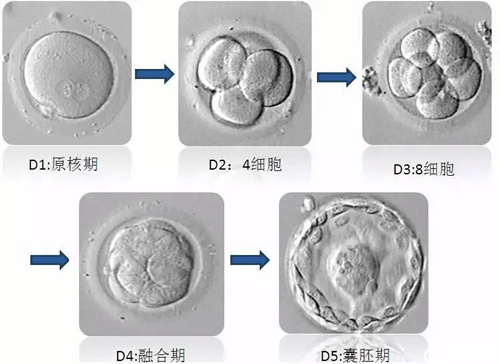 胚胎的发育过程图